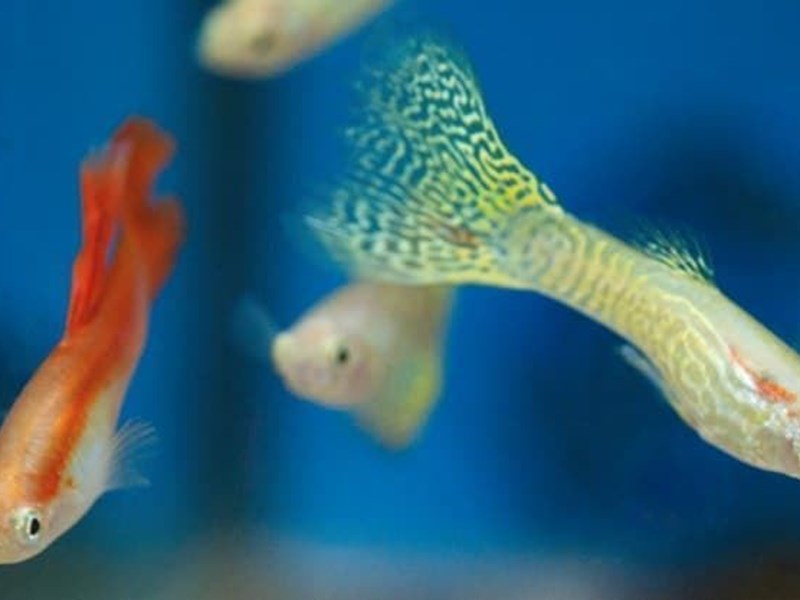 La oxigenación en los acuarios: 5 aspectos fundamentales