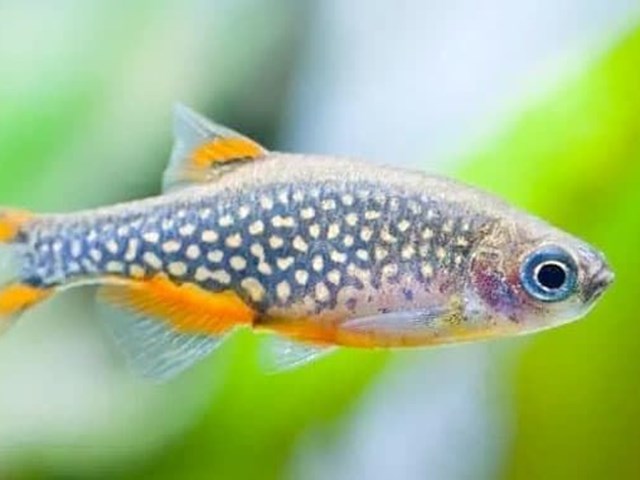 Rasbora Galaxy